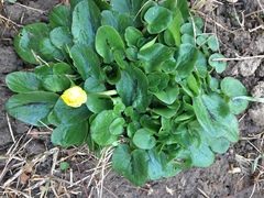Ficaria verna