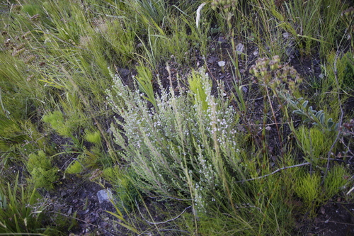 Image of Erica pubescens by (c) Tony Rebelo, some rights reserved (CC BY-SA)