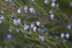 Erica pubescens