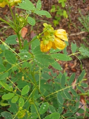 Senna acclinis