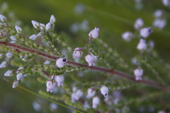 Erica pubescens