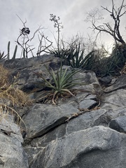 Agave aurea