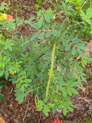Senna acclinis