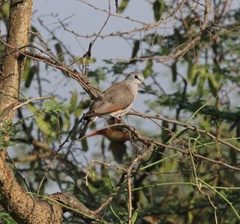 Turtur abyssinicus