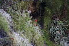 Gladiolus cardinalis