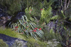Gladiolus cardinalis