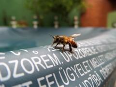 Apis mellifera