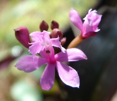 Epidendrum denticulatum