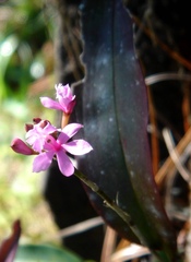 Epidendrum denticulatum