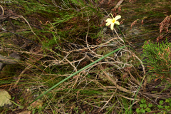 Irideae