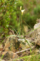 Irideae