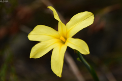Irideae
