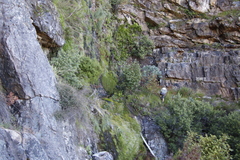 Gladiolus cardinalis