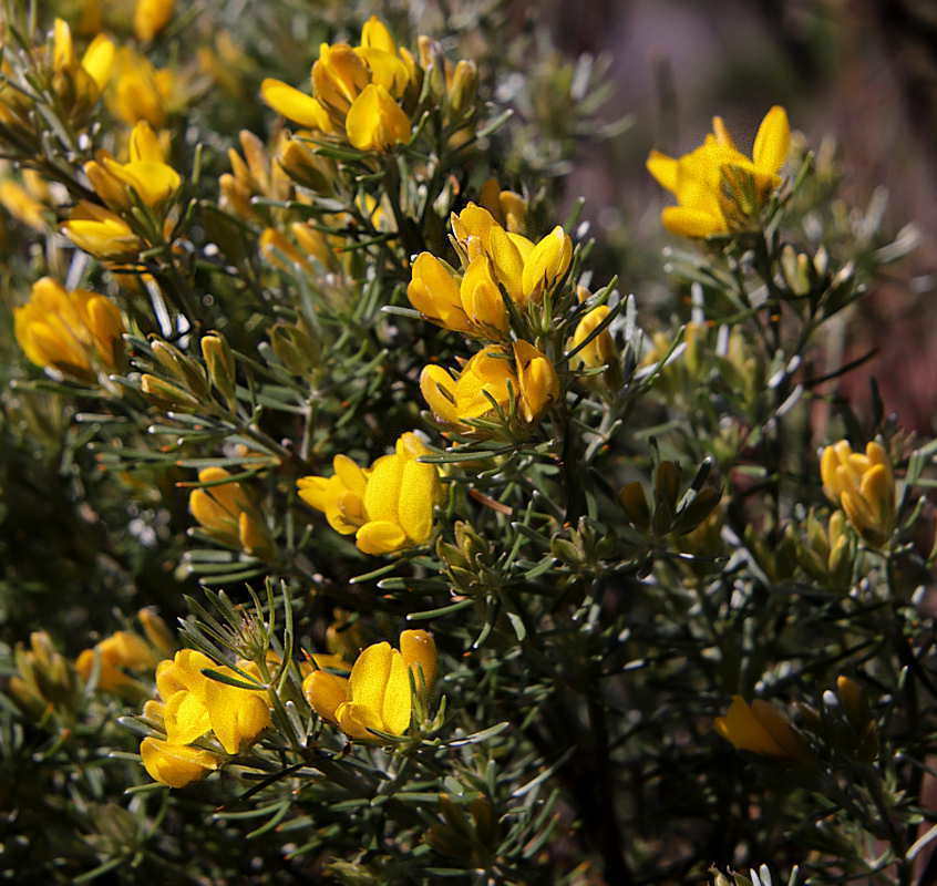 Cytisus rosmarinifolius