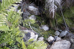 Isolepis digitata