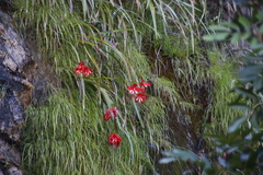 Gladiolus cardinalis