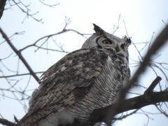 Bubo virginianus subarcticus