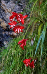 Gladiolus cardinalis