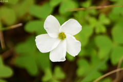 Oxalis lanata