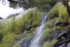 Gladiolus cardinalis