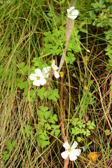 Oxalis lanata