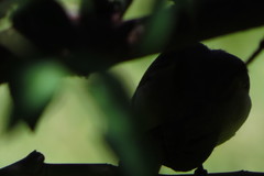 Sporophila nigricollis