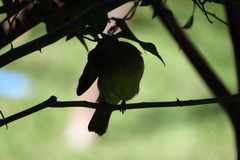 Sporophila nigricollis