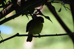 Sporophila nigricollis