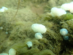Eudistoma elongatum