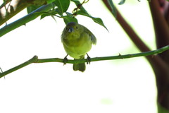 Sporophila nigricollis