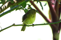 Sporophila nigricollis