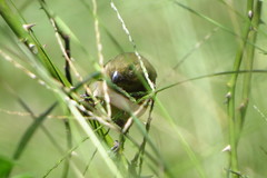 Sporophila nigricollis