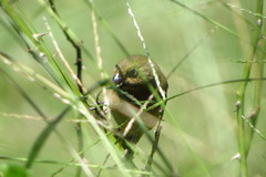 Sporophila nigricollis