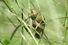 Sporophila nigricollis