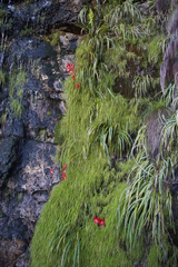 Isolepis digitata