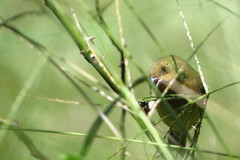 Sporophila nigricollis