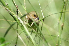 Sporophila nigricollis