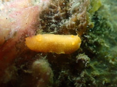 Dendrodoris citrina
