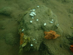 Eudistoma elongatum