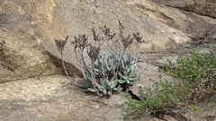 Dudleya caespitosa