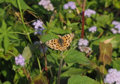 Polygonia c-aureum lunulata