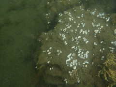 Eudistoma elongatum