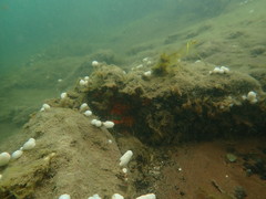 Eudistoma elongatum
