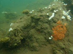 Eudistoma elongatum