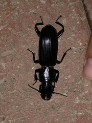 Hyperion schroetteri