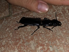 Hyperion schroetteri