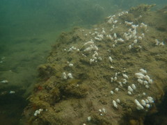 Eudistoma elongatum