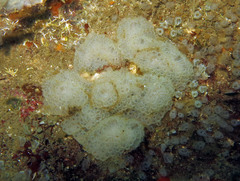 Botrylloides crystallinus