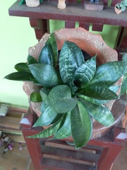 Sansevieria trifasciata