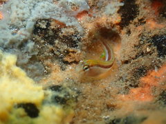 Parablennius laticlavius